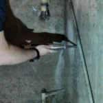 Home ekspertyza z pomiarem wytrzymalosci betonu